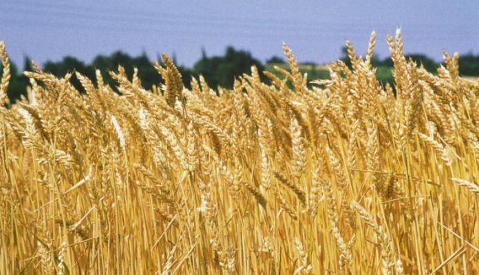 grano1