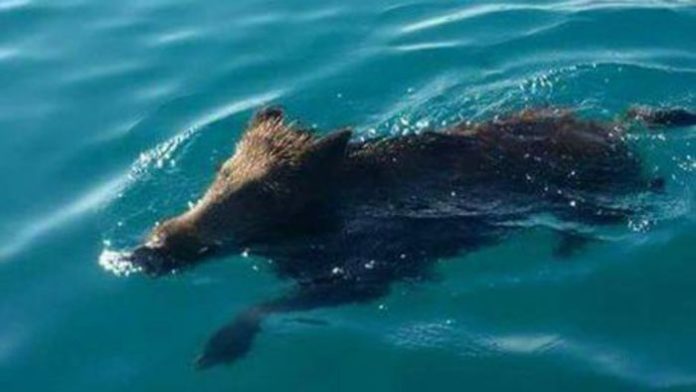 Cinghiale fa il bagno a mare a Copanello