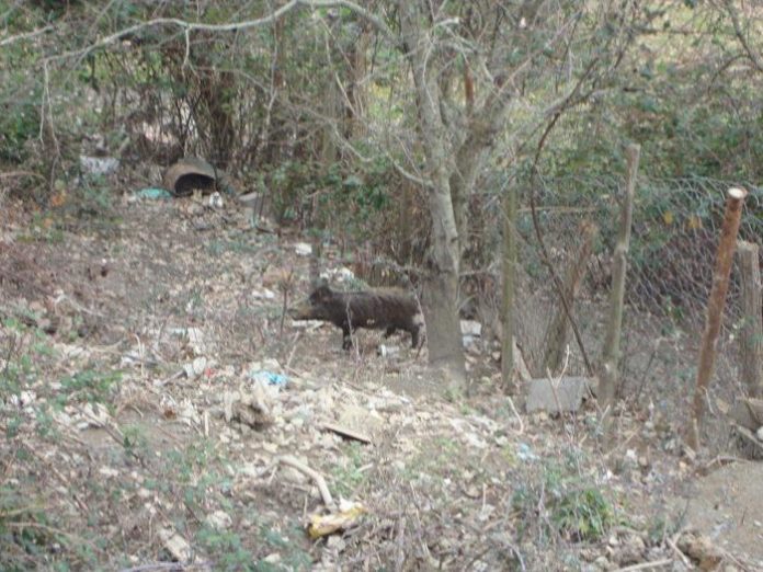 Carabinieri forestale denunciano una persona per detenzione illegale di animali selvatici