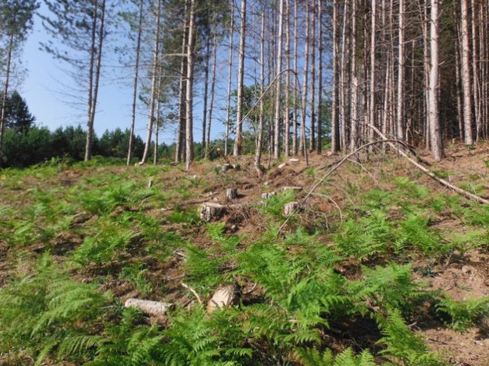 Carabinieri forestale scoprono abbattimento illegale pini in bosco Cotronei