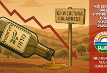 Calabria. Gli uliveti che si spengono. L’appello di Luana Guzzetti: “Giù le mani dalle nostre terre”