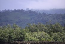 Ma quanto sono belle le foreste pluviali… della Calabria di “Occhiukan”?!?