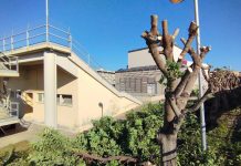 Soverato. Capitozzati i carrubbi del Teatro Comunale