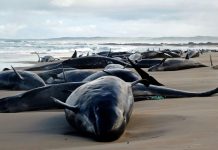 Forza Italia. L’arenile del centrodestra è pieno di delfini berlusconiani spiaggiati. E Tajani se la ride…