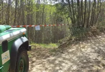 Oppido e Bagaladi. Otto denunce per tagli boschivi illegali e furto di legname