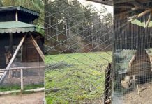 “Che fine hanno fatto gli animali nel percorso del Parco Nazionale della Sila?”