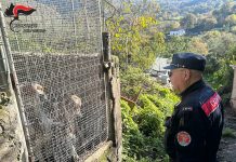 San Nicola Arcella. Allevamento di cani realizzato su area demaniale e in strutture abusive. Scatta il sequestro