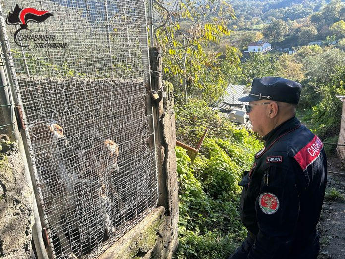 sequestro area canile