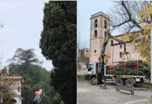 Rende. Arcavacata, proteste per l’abbattimento di due storici cipressi